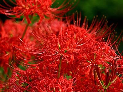 Red spider lily and Red spider lily care
