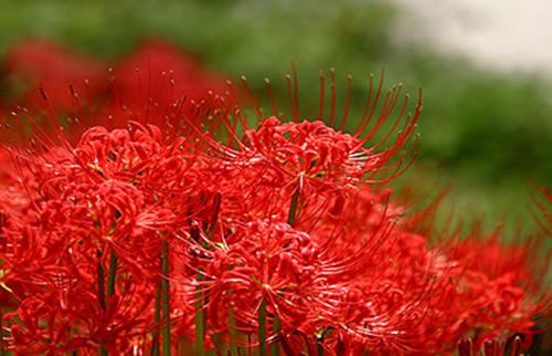 Red spider lily and Red spider lily care