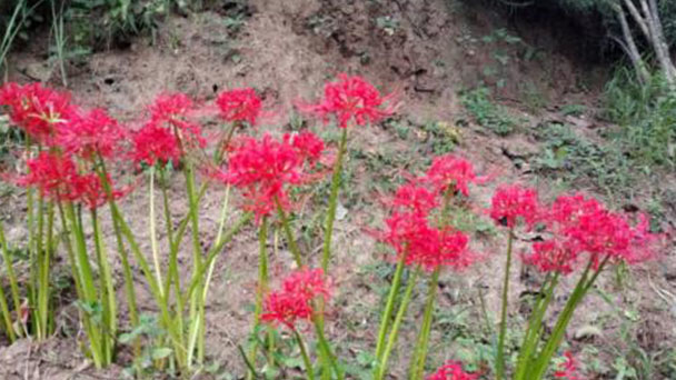 How to grow and care for Red spider lily