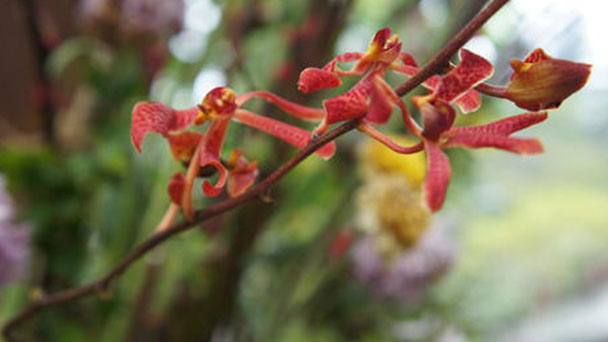How to propagate Scarlet Renanthera