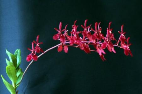 propagation method of Scarlet Renanthera