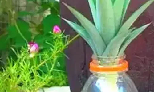 grow a pineapple in the pot