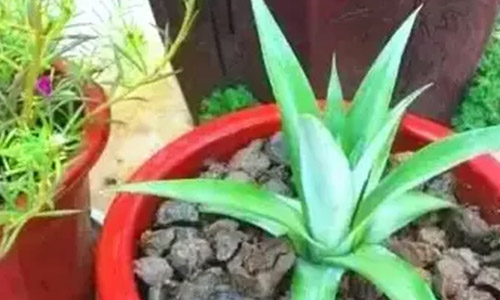 grow a pineapple in the pot