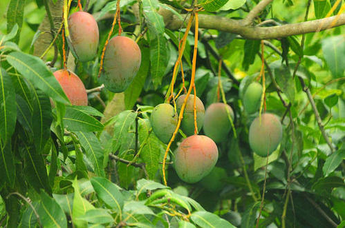 How to grow mango in the pot