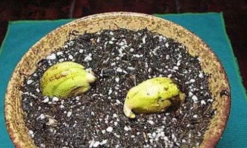 grow mango in the pot