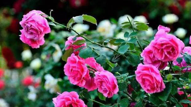How to grow and care for a rose in the pot