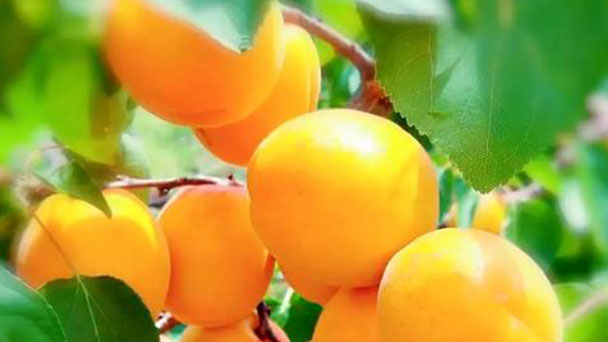 How to propagate Armenian plum