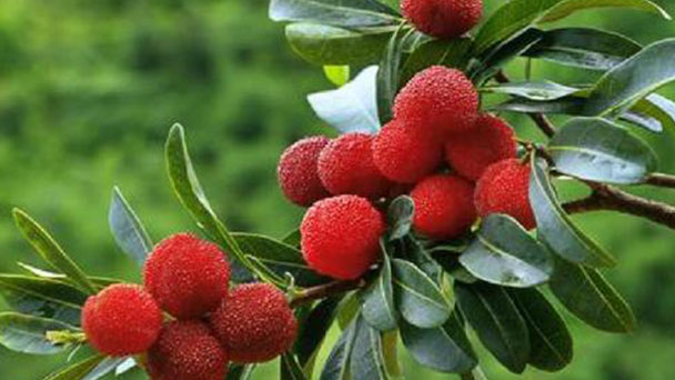 Chinese Bayberry Profile