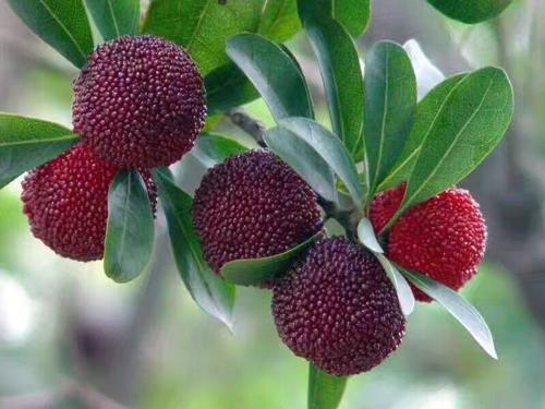 Chinese bayberry