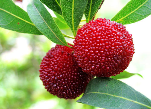 Chinese bayberry