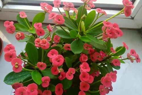 Crown of thorns - most common house plant