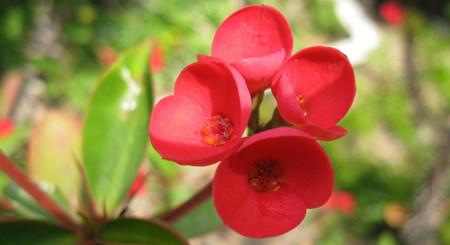 propagation methods of Crown of thorns