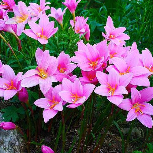 Pink rain lily