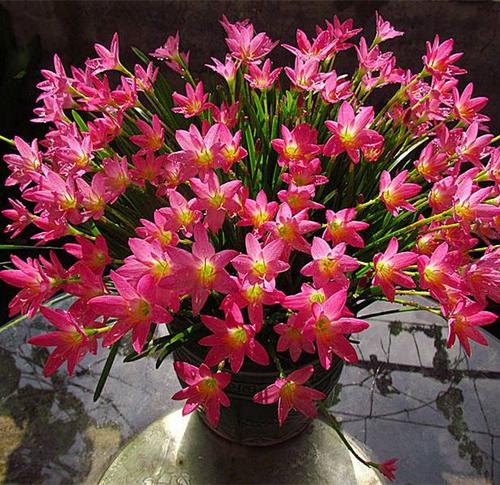 Pink rain lily care