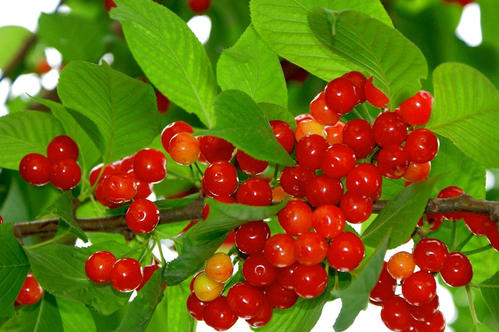 propagation method of cherry