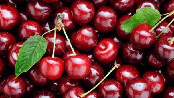 How to grow and care for cherry in the pot