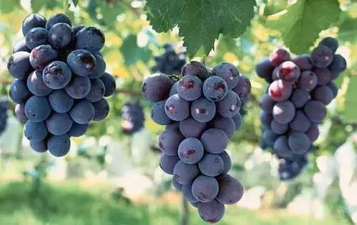 propagation method of grape