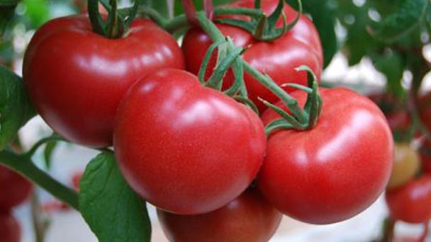 How to grow tomato on the balcony