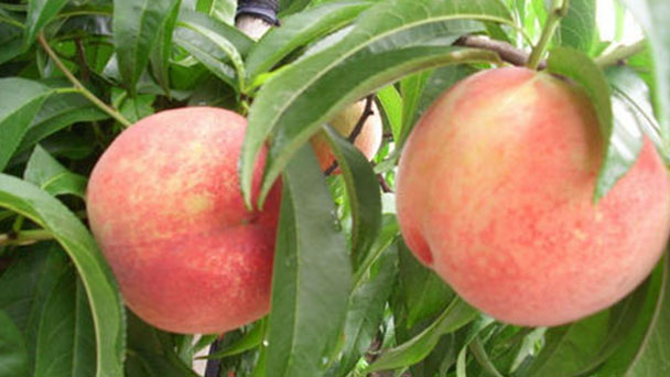 How to grow and care for peach