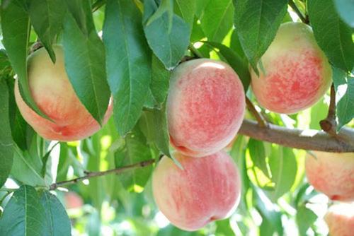 these propagation methods of peach