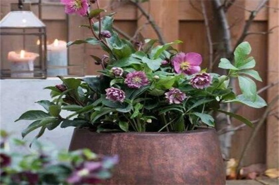 10 best large potted plants grow in winter