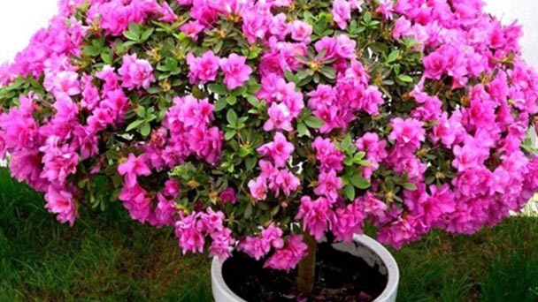 10 best large potted plants grow in winter
