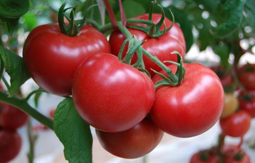10 best vegetables to grow in containers