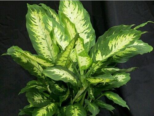 10 house plants best for purifying air