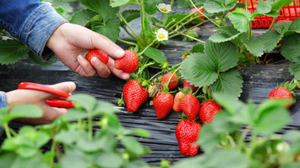  Best way to plant strawberry plants
