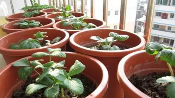 best way to plant strawberry plants