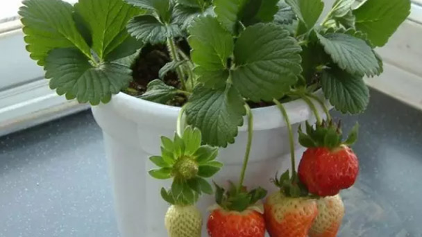 best way to plant strawberry plants