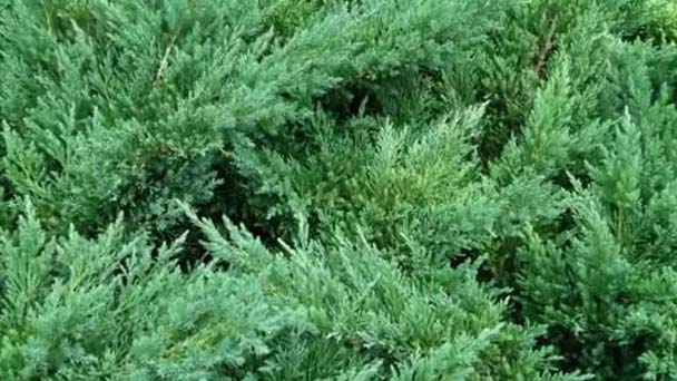Juniperus procumbens profile