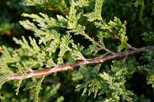 for Juniperus procumbens cutting propagation