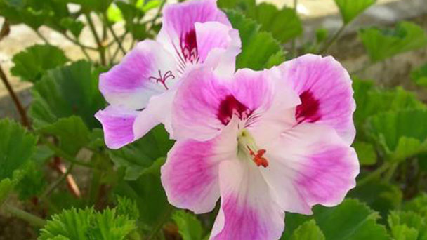 How to Propagate Sweet Scented Geranium