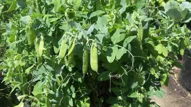 How to grow peas on the balcony