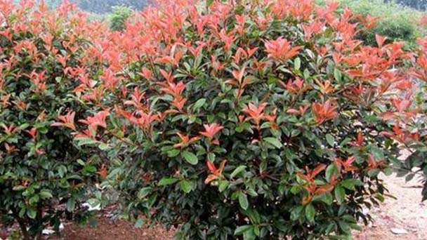 How to grow and care for red tip photinia