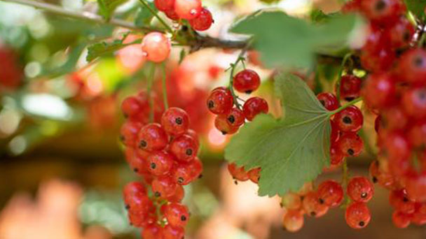 9 best berries to grow