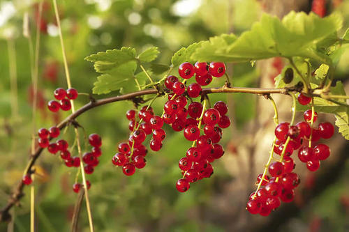 9 best berries to grow 