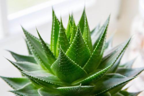 9  best plants to grow indoors