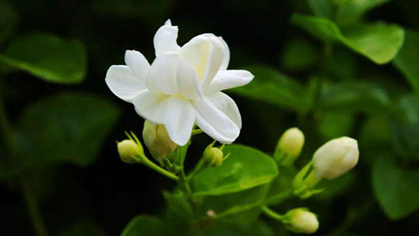 Jasminum sambac (L.) Ait profile
