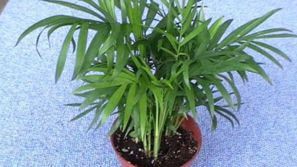 Parlor palm plant care
