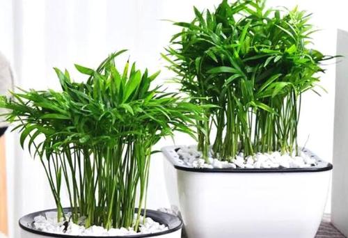 propagation methods of Parlor palm