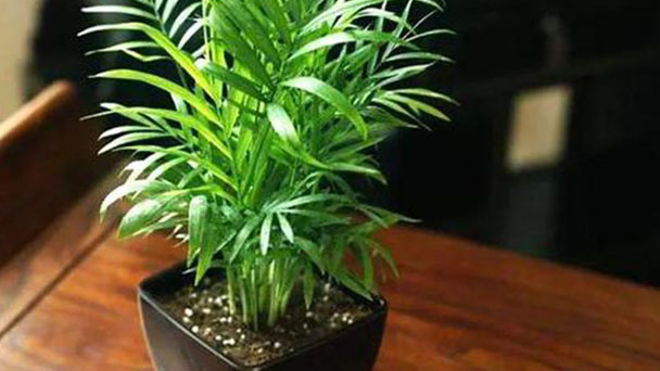 How to Propagate Parlor Palm