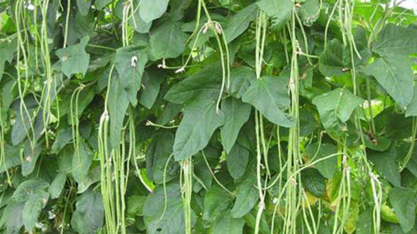 How to grow and care for Yardlong bean