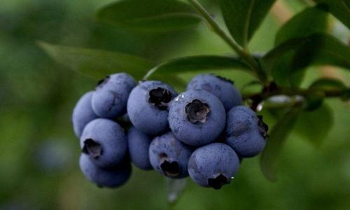 Blueberry plant care