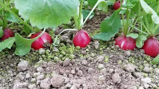 Cultivated radish profile