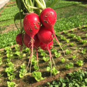 Cultivated radish