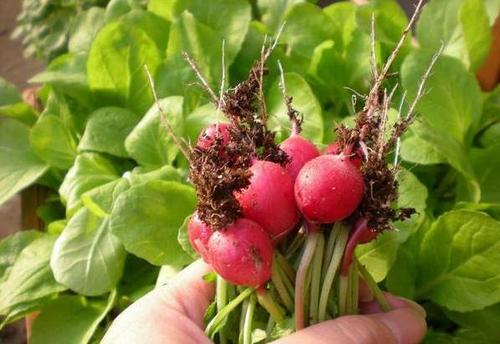 grow cultivated radish