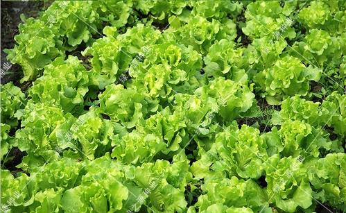 grow Lettuce