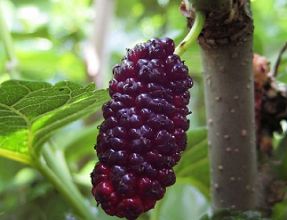 propagation methods of Mulberry plants